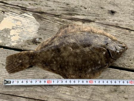 カレイが釣れました